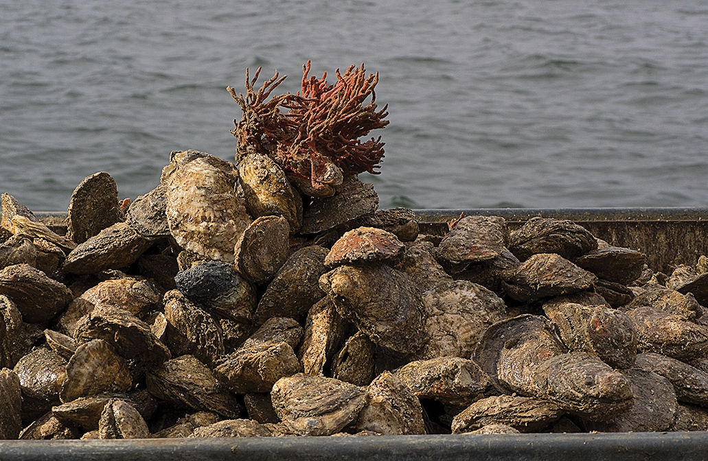 Bay oysters